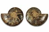 Cut & Polished, Agatized Ammonite Fossil - Madagascar #318102-1